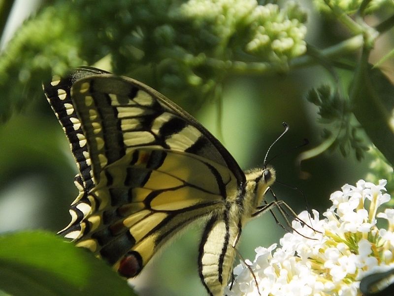 Machaon -Grand Porte-Queue #55431