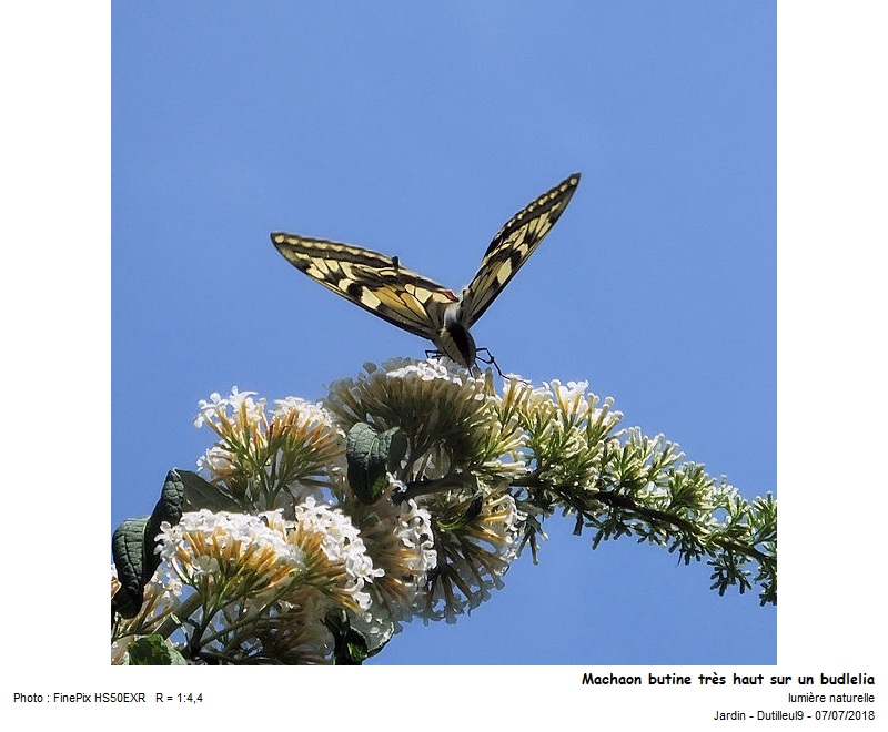 Machaon -Grand Porte-Queue #55430