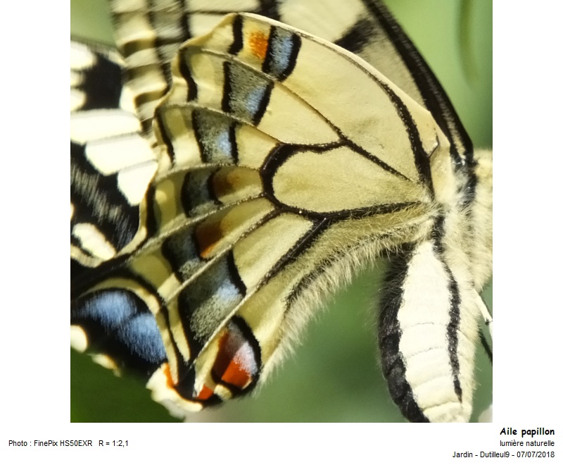 Machaon -Grand Porte-Queue #55433