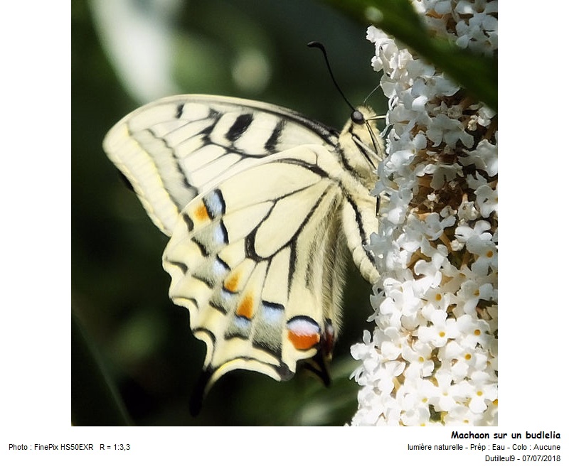 Machaon -Grand Porte-Queue #55434