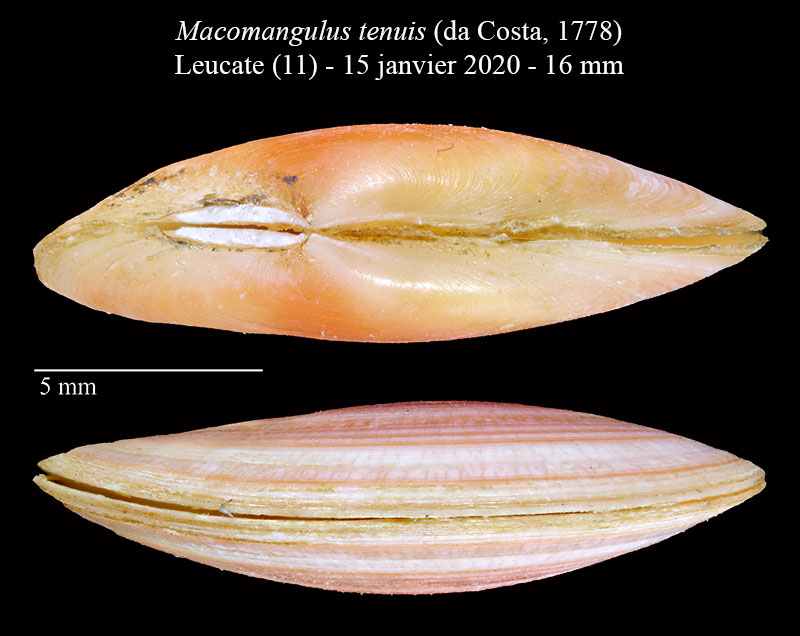 Macomangulus tenuis #63980