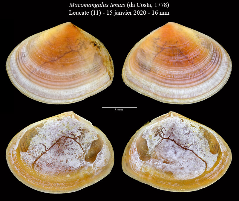 Macomangulus tenuis #63979