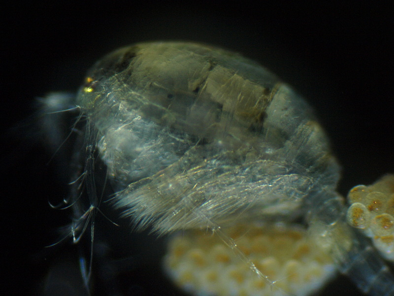 Macrocyclops sp - Eucyclopinae - Cyclopoïde #8057