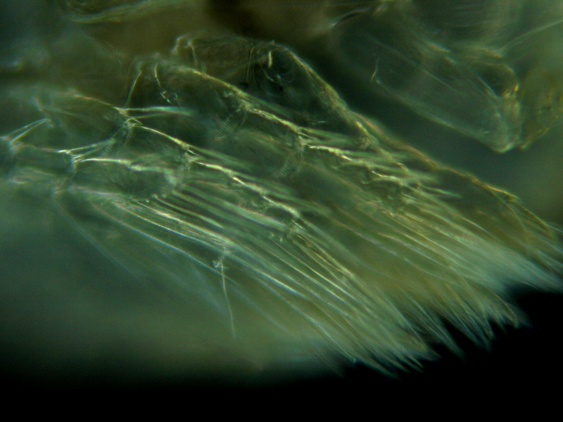 Macrocyclops sp - Eucyclopinae - Cyclopoïde #8059