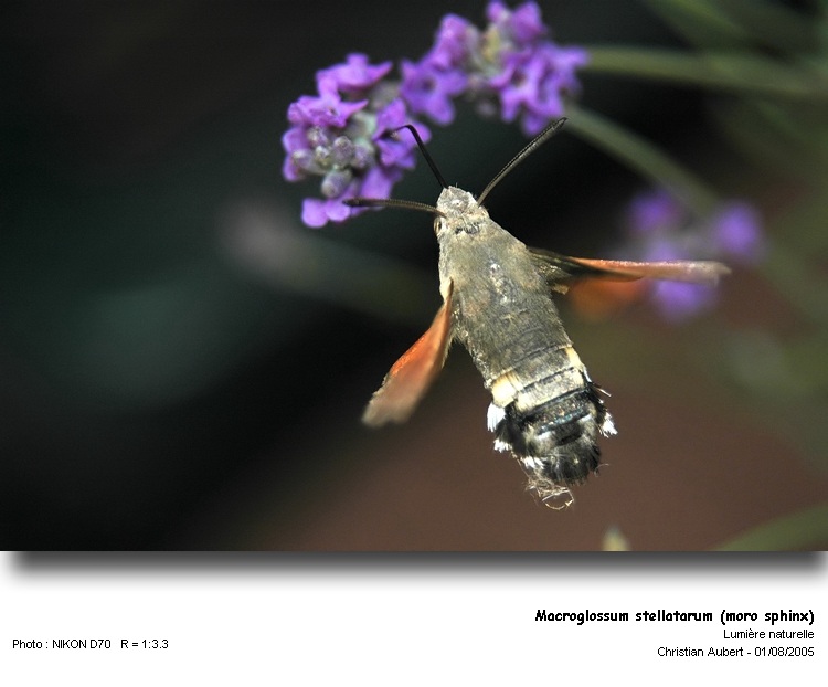 Macroglossum stellatarum L. 1758 - Le Moro sphinx #373