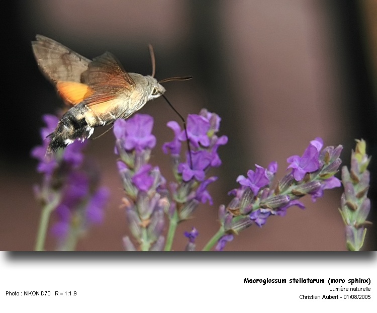 Macroglossum stellatarum L. 1758 - Le Moro sphinx #375