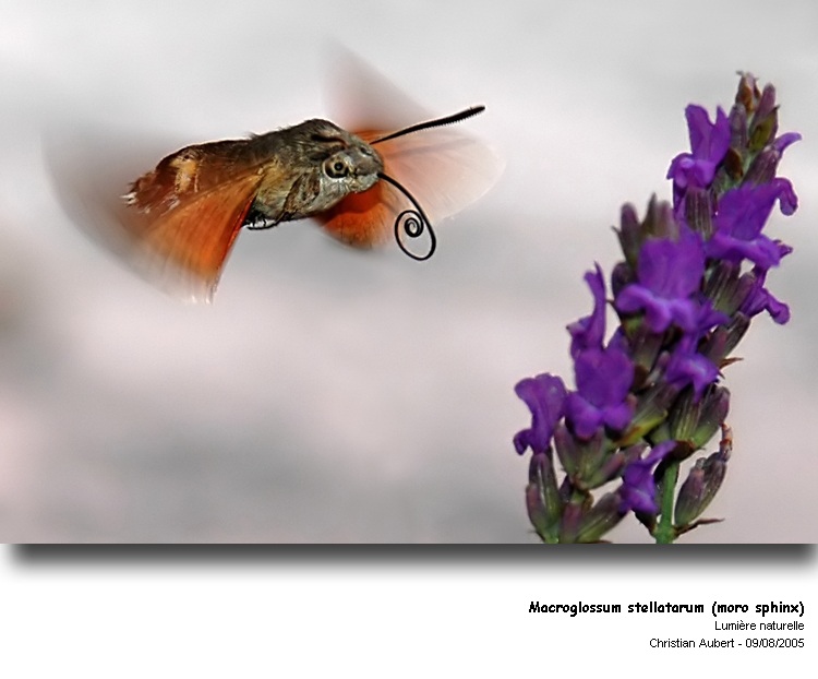 Macroglossum stellatarum L. 1758 - Le Moro sphinx #374