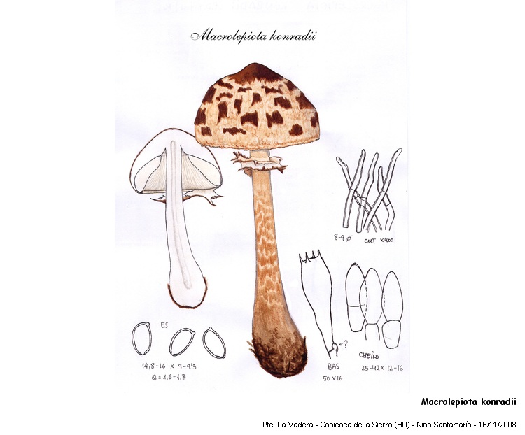 Macrolepiota konradii (Huisjm. ex P.D. Orton) Mos. #6932
