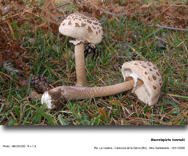Macrolepiota konradii (Huisjm. ex P.D. Orton) Mos. #6935