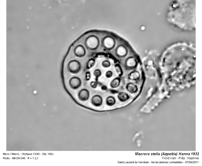 Macrora stella (Azpeitia) Hanna 1932 #21558