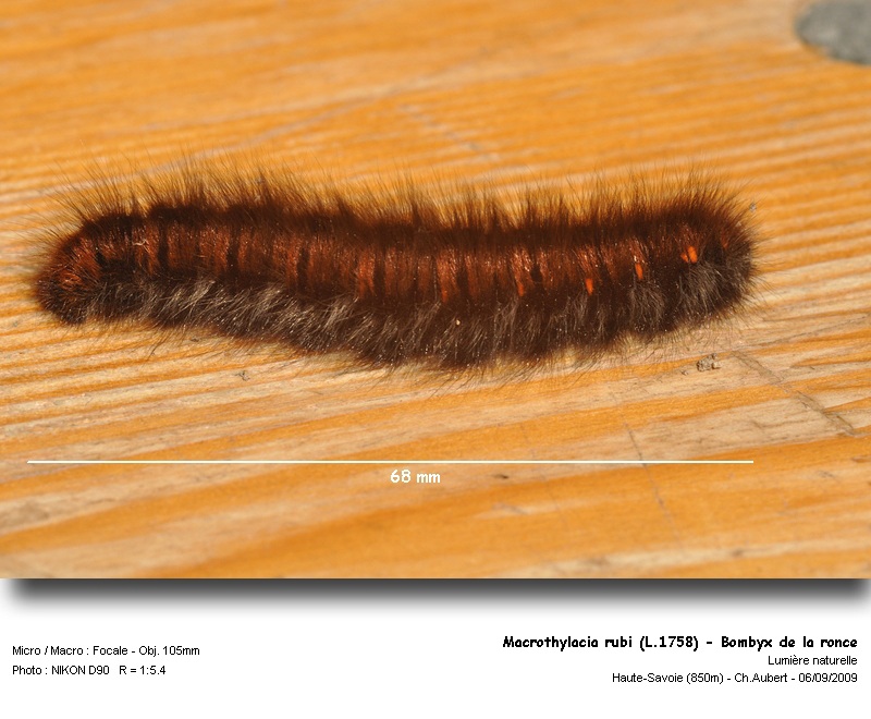 Macrothylacia rubi (L.1758) chenille de Bombyx #12337