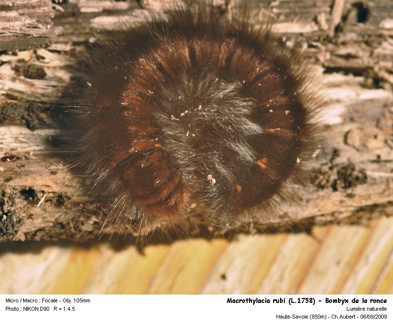 Macrothylacia rubi (L.1758) chenille de Bombyx #12338