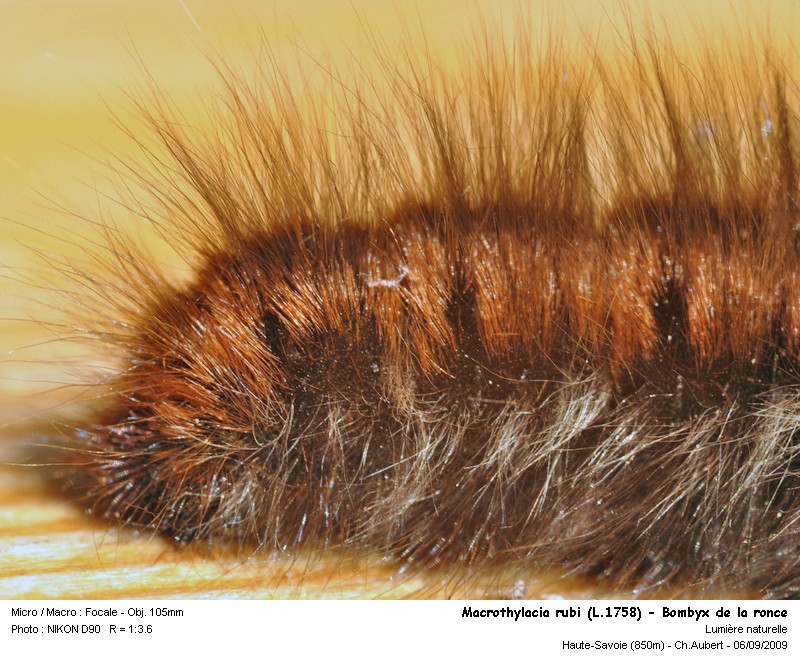 Macrothylacia rubi (L.1758) chenille de Bombyx #12346
