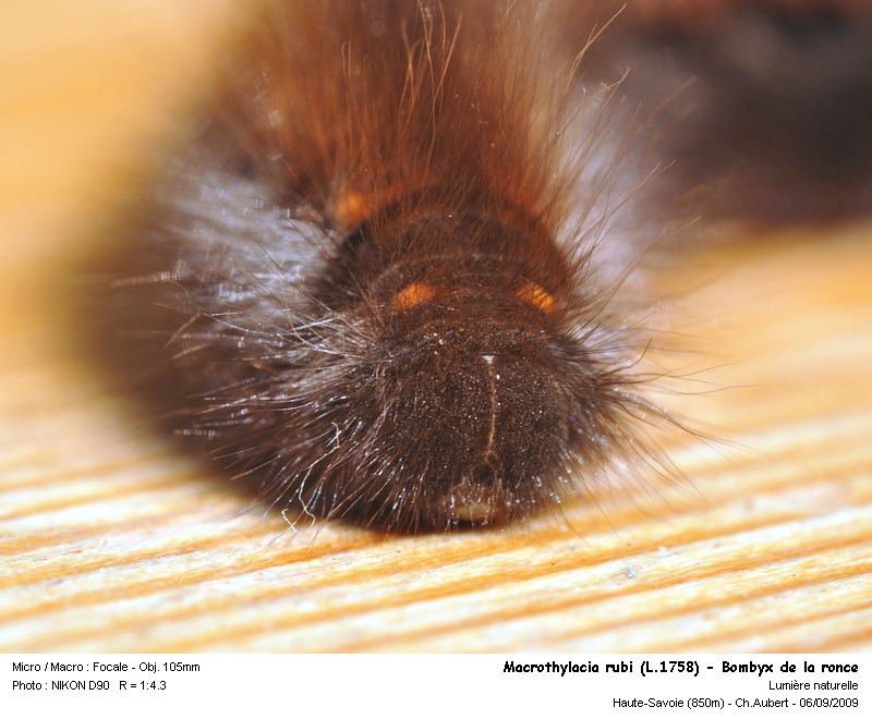Macrothylacia rubi (L.1758) chenille de Bombyx #12341