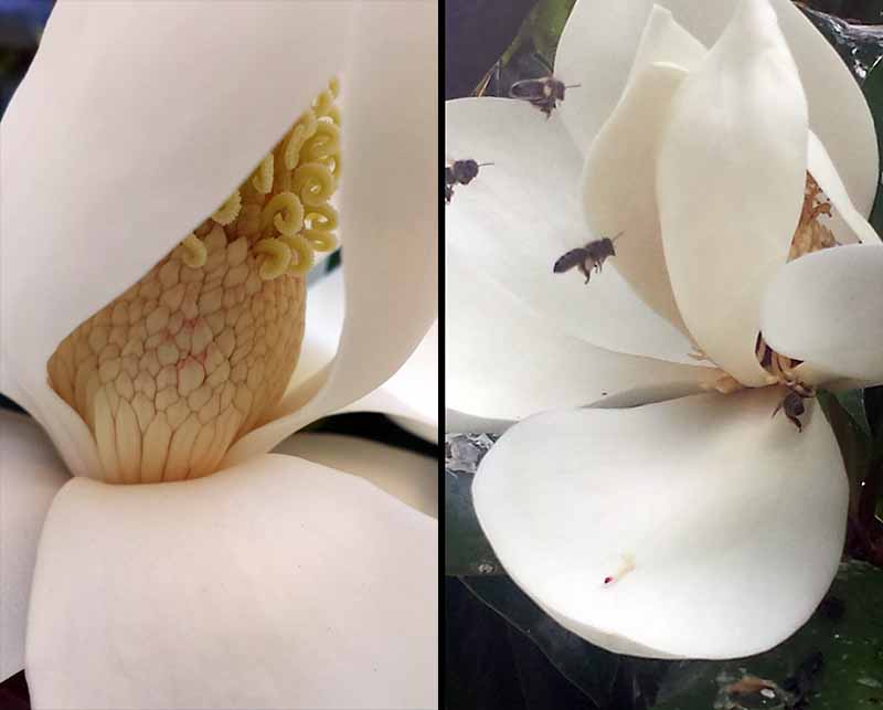 Magnolia grandiflora Linné, 1759 #46238