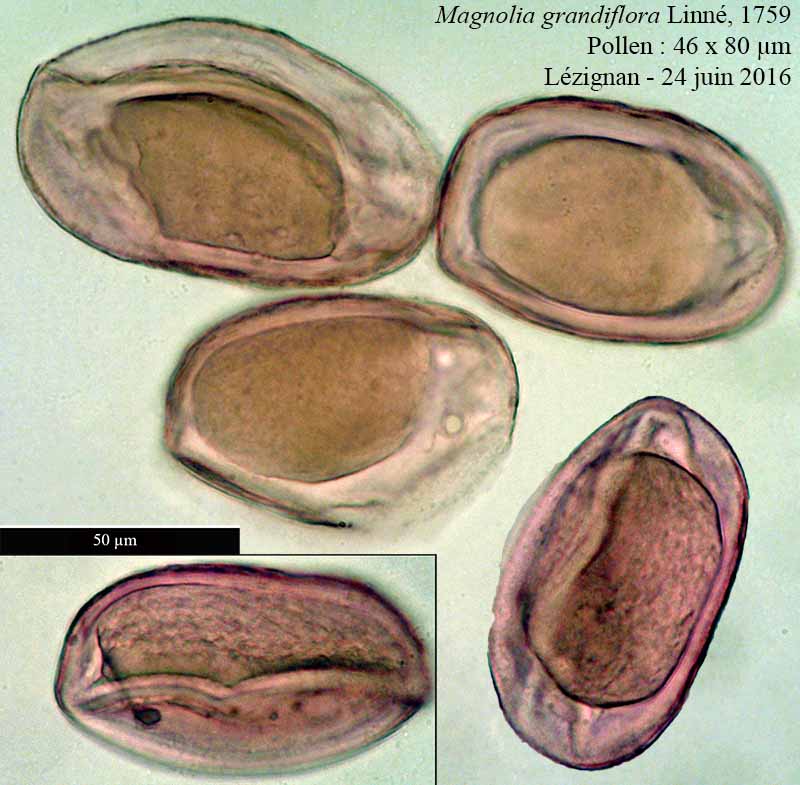 Magnolia grandiflora Linné, 1759 #46242
