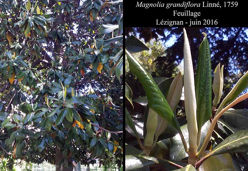 Magnolia grandiflora Linné, 1759 #46235
