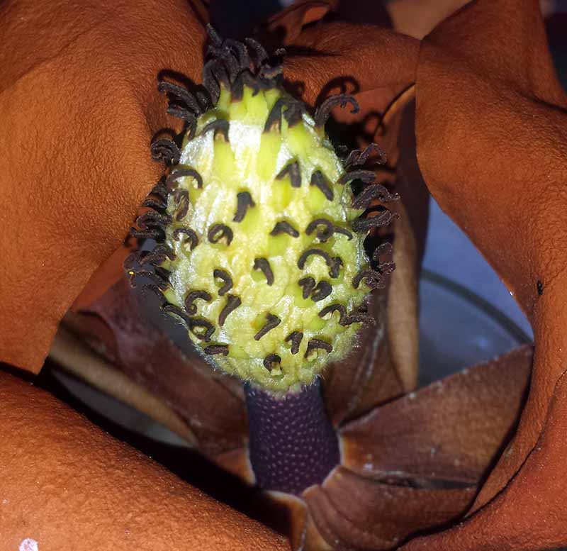 Magnolia grandiflora Linné, 1759 #46239
