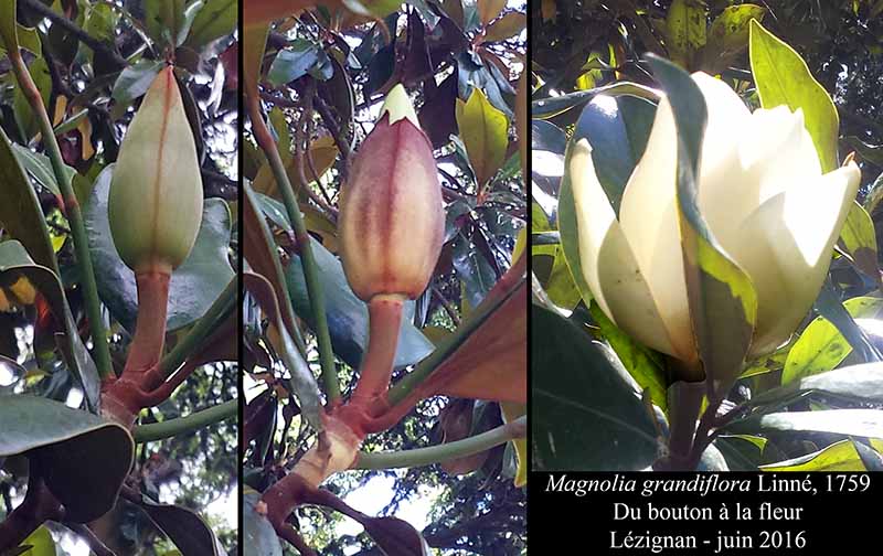 Magnolia grandiflora Linné, 1759 #46236