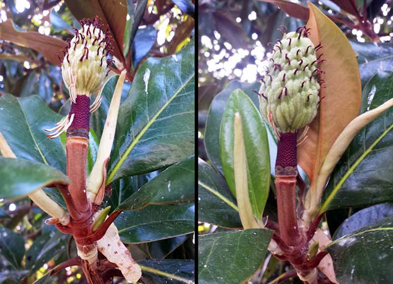 Magnolia grandiflora Linné, 1759 #46240