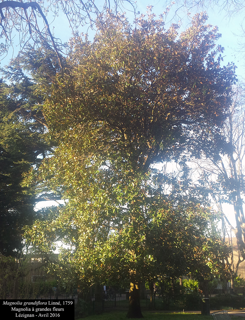 Magnolia grandiflora Linné, 1759 #46234