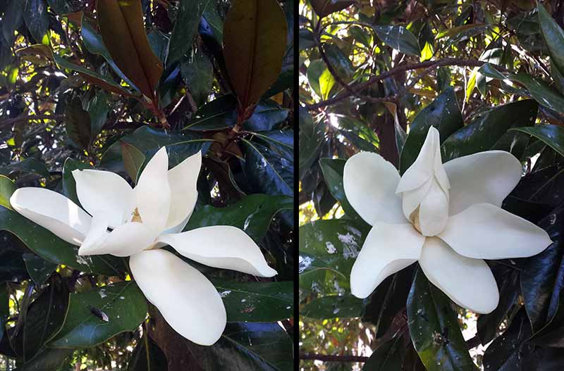 Magnolia grandiflora Linné, 1759 #46237