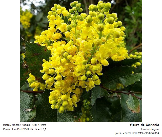 MAHONIA AQUIFOLIUM - MAHONIA #37523