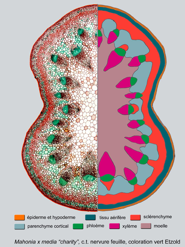 Mahonia x media "Charity", histologie #17988