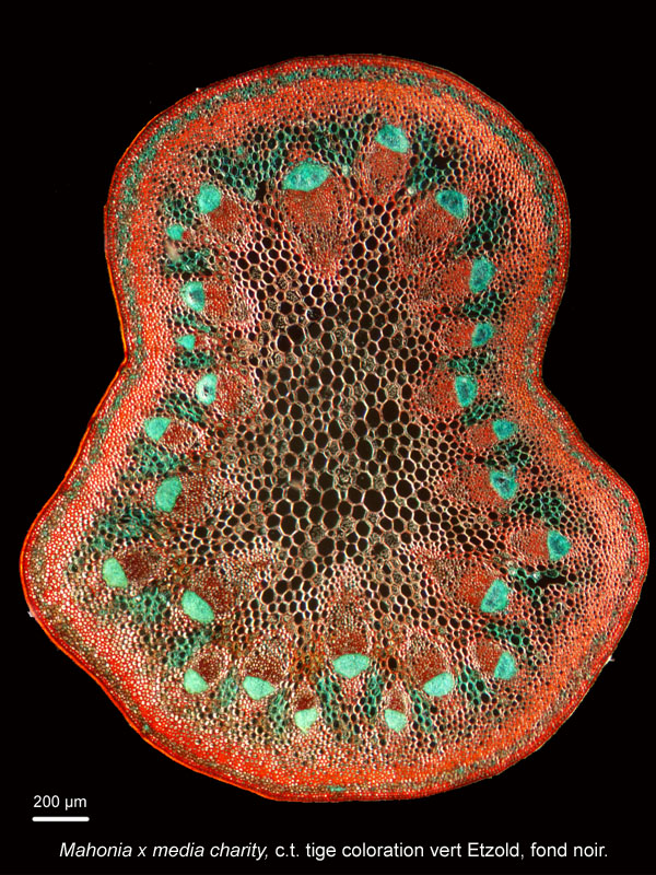 Mahonia x media "Charity", histologie #17989