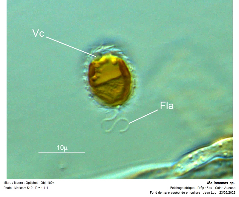 Mallomonas sp. #73935