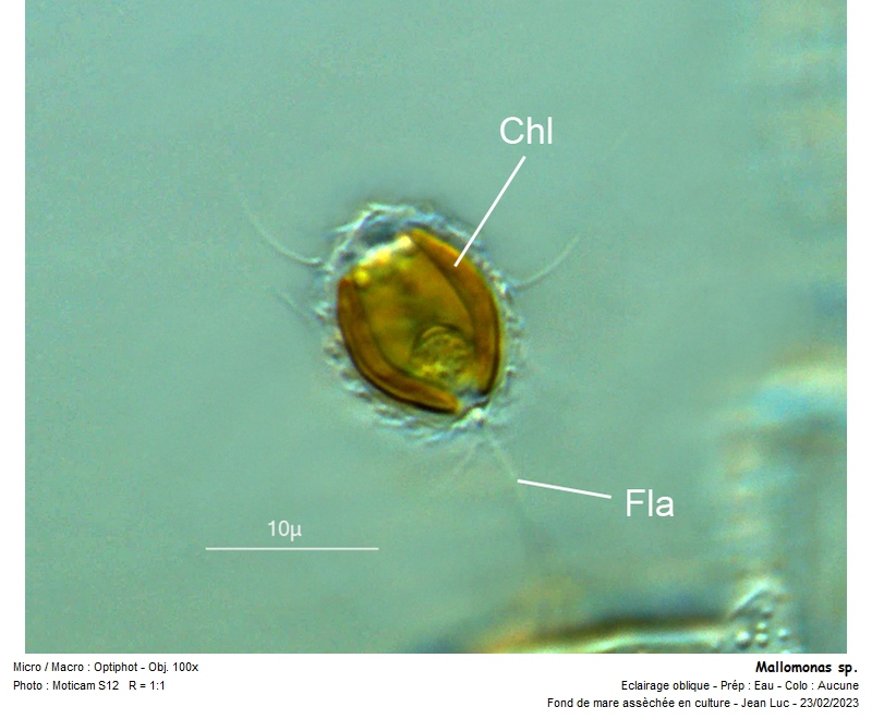 Mallomonas sp. #73934