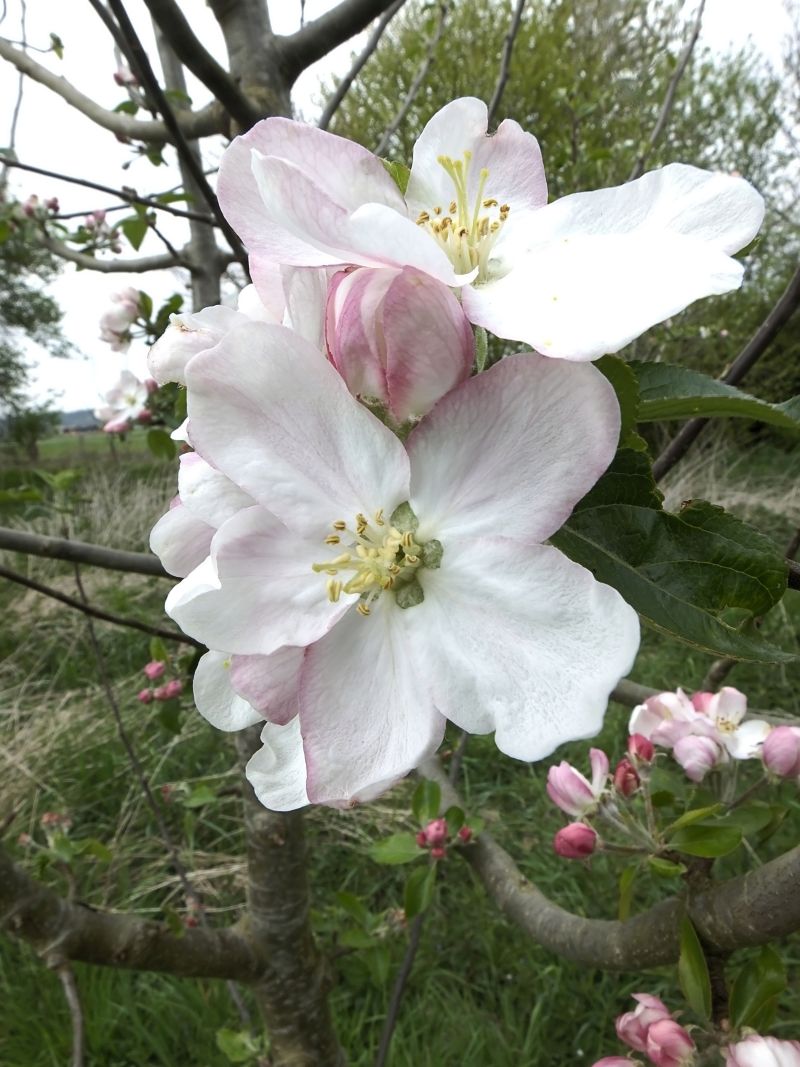 Malus domestica-Pommier commun #63741