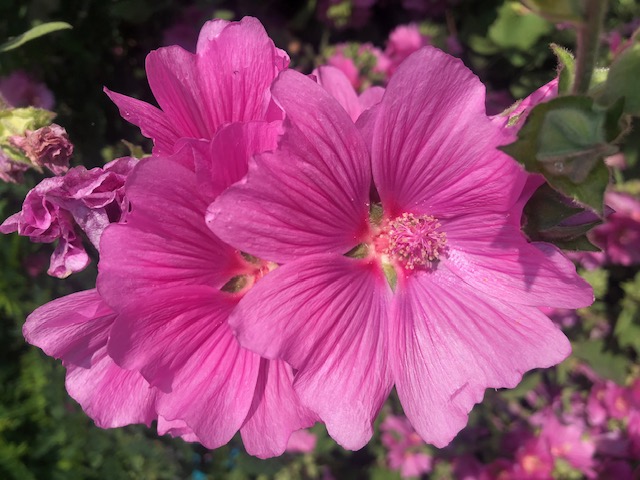 MALVA albia #74928