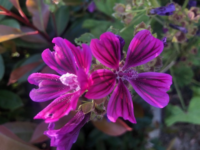MALVA albia #74929