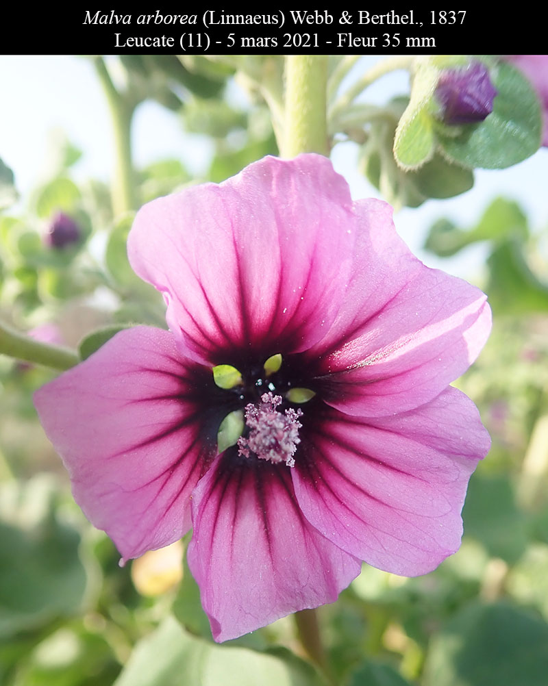 Malva arborea #65777