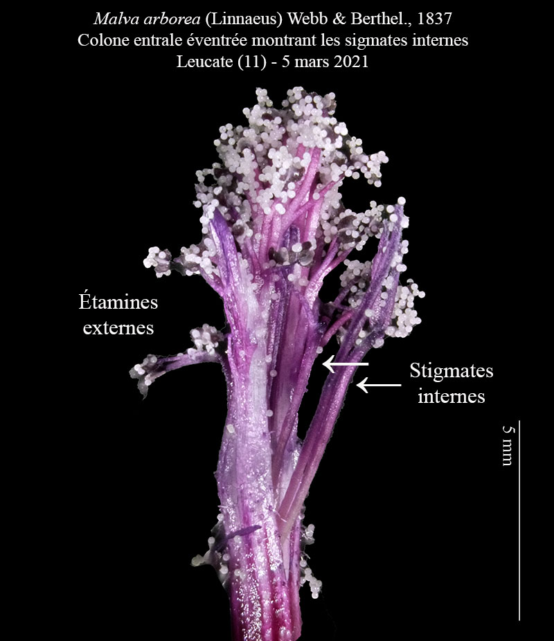 Malva arborea #65775