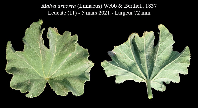Malva arborea #65771