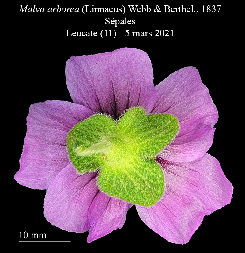 Malva arborea #65795