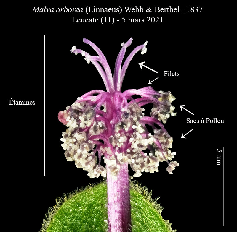 Malva arborea #65774