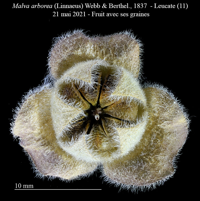 Malva arborea #66892