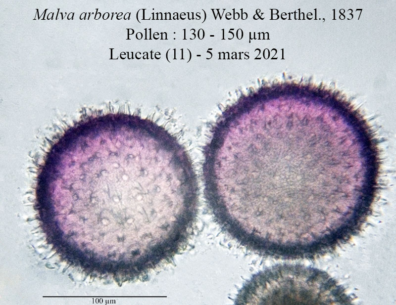 Malva arborea #65778