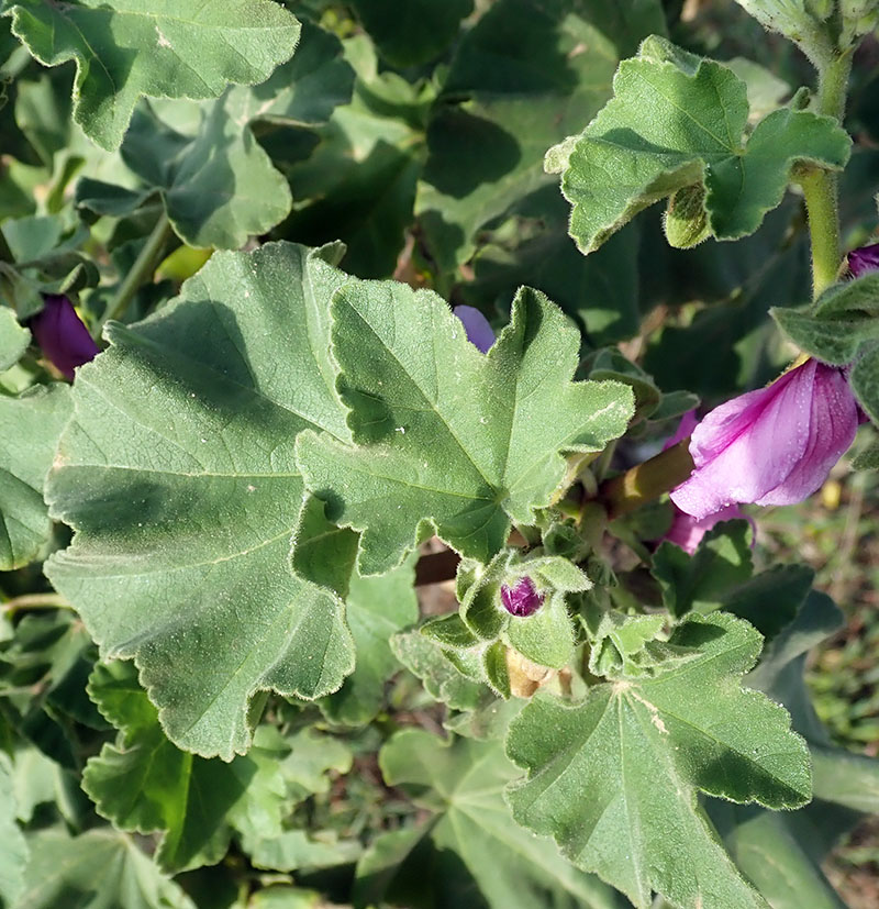 Malva arborea #65770