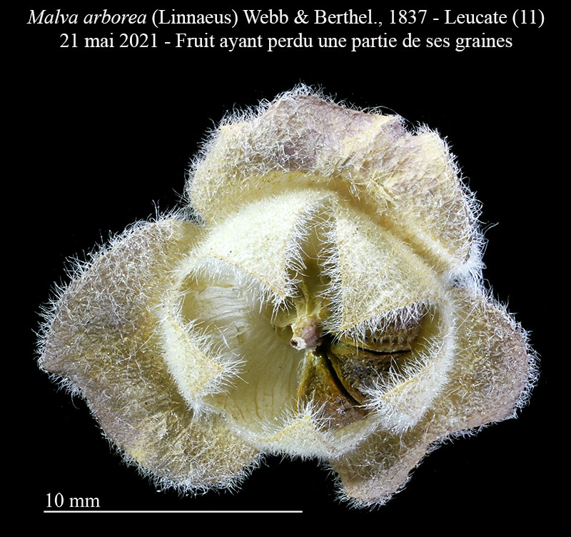Malva arborea #66893