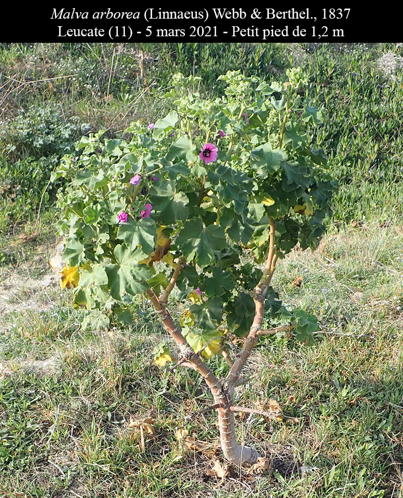 Malva arborea #65769