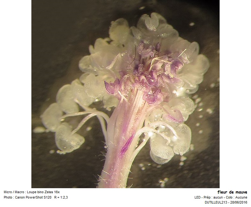 Malva moschata - Mauve musquée #50391