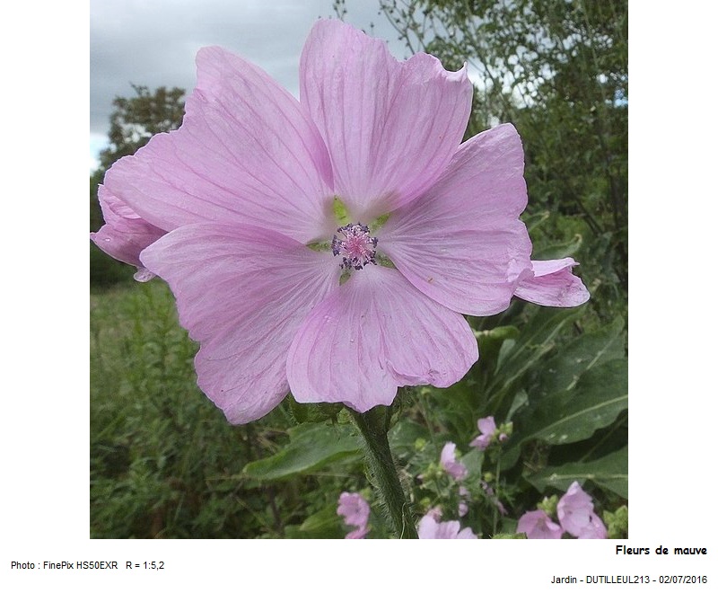 Malva moschata - Mauve musquée #50392