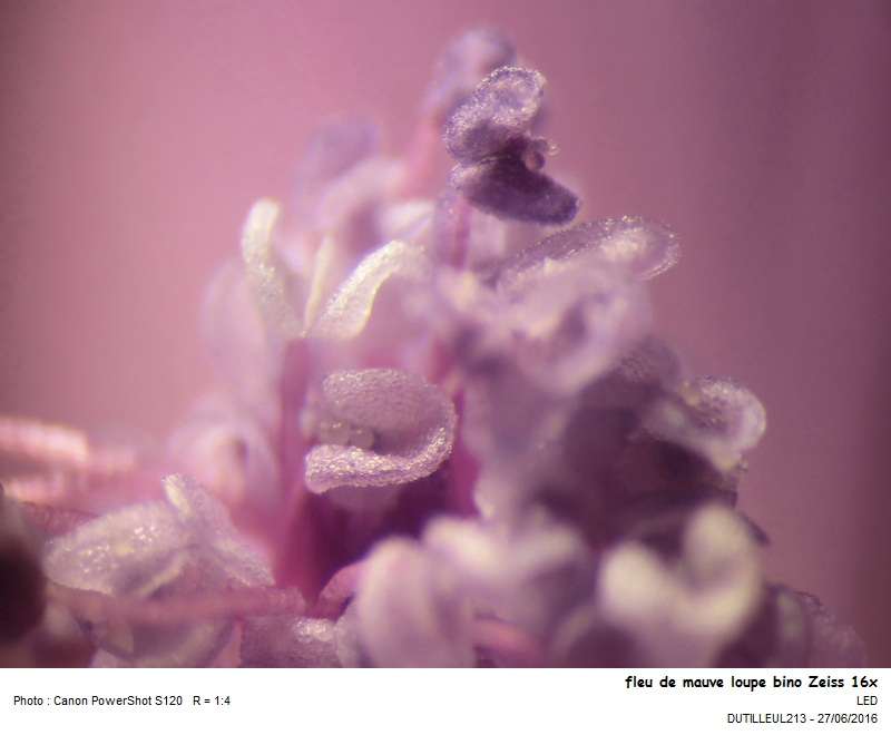 Malva moschata - Mauve musquée #50395