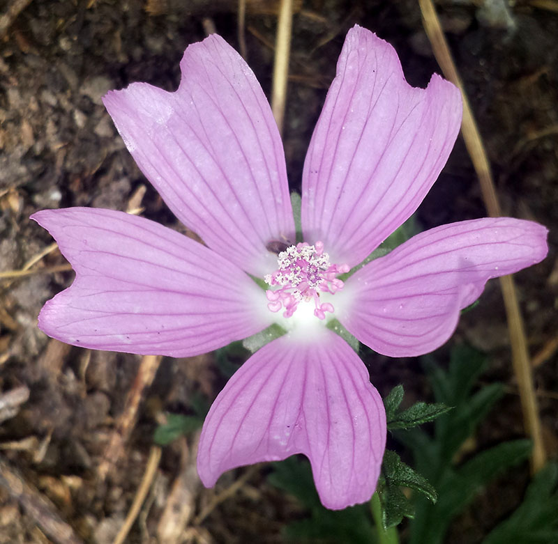 Malva moschata #54032