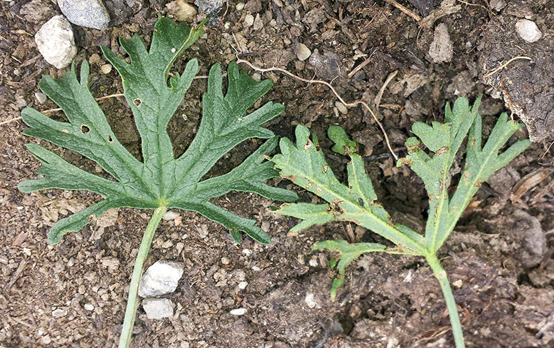 Malva moschata #54029
