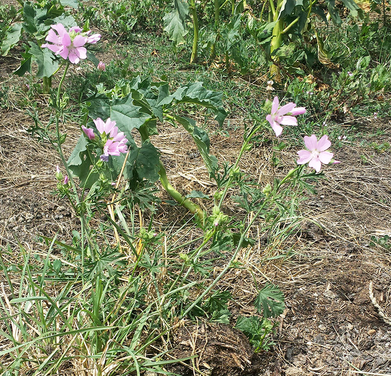 Malva moschata #54028
